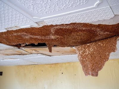 Professional water damage restoration services in Eva, AL - Storm Damage Restoration Pros